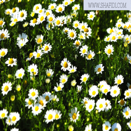 FRESH CHRYSANTHEMUM